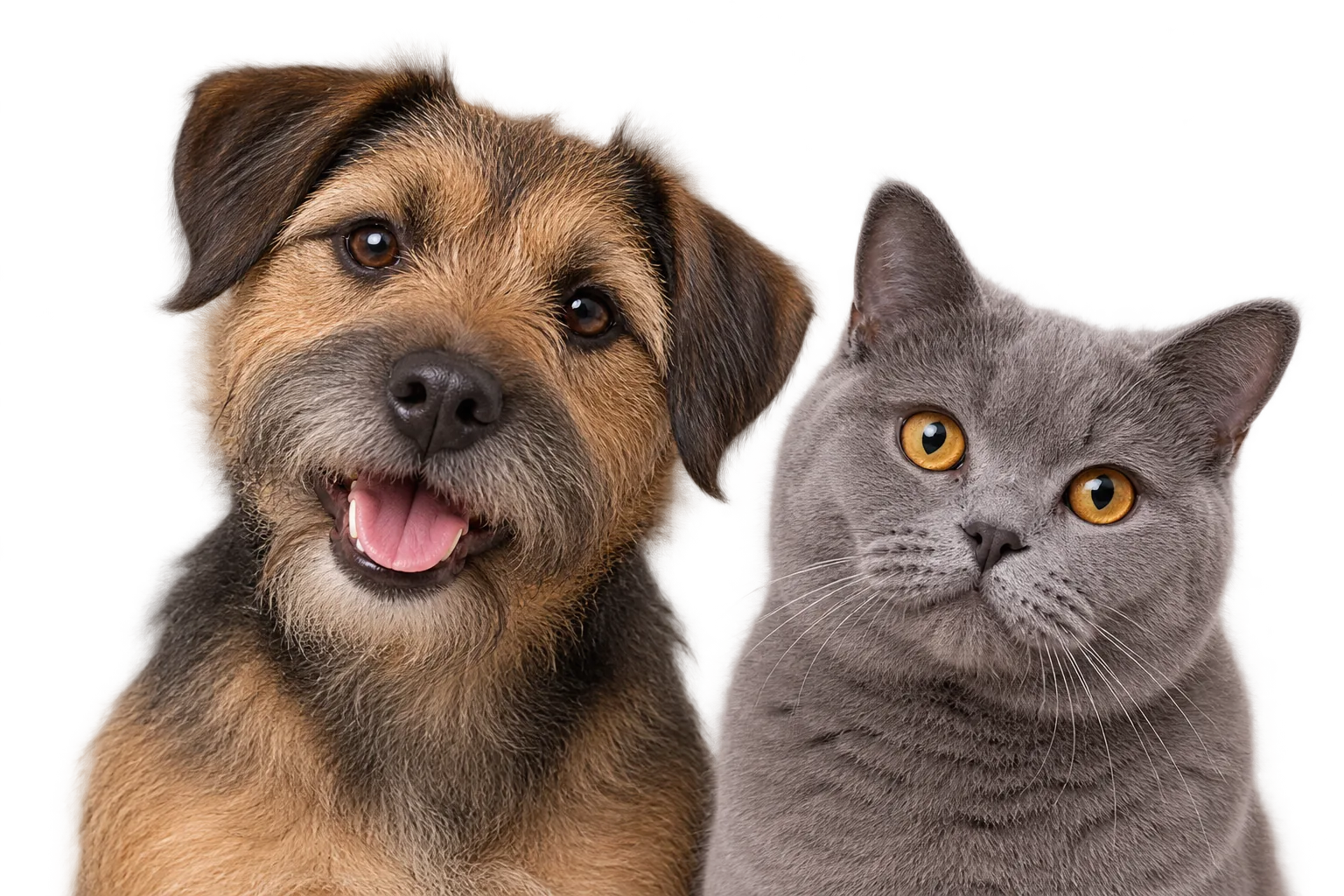 Un chien et un chat, les compagnons de MOGG